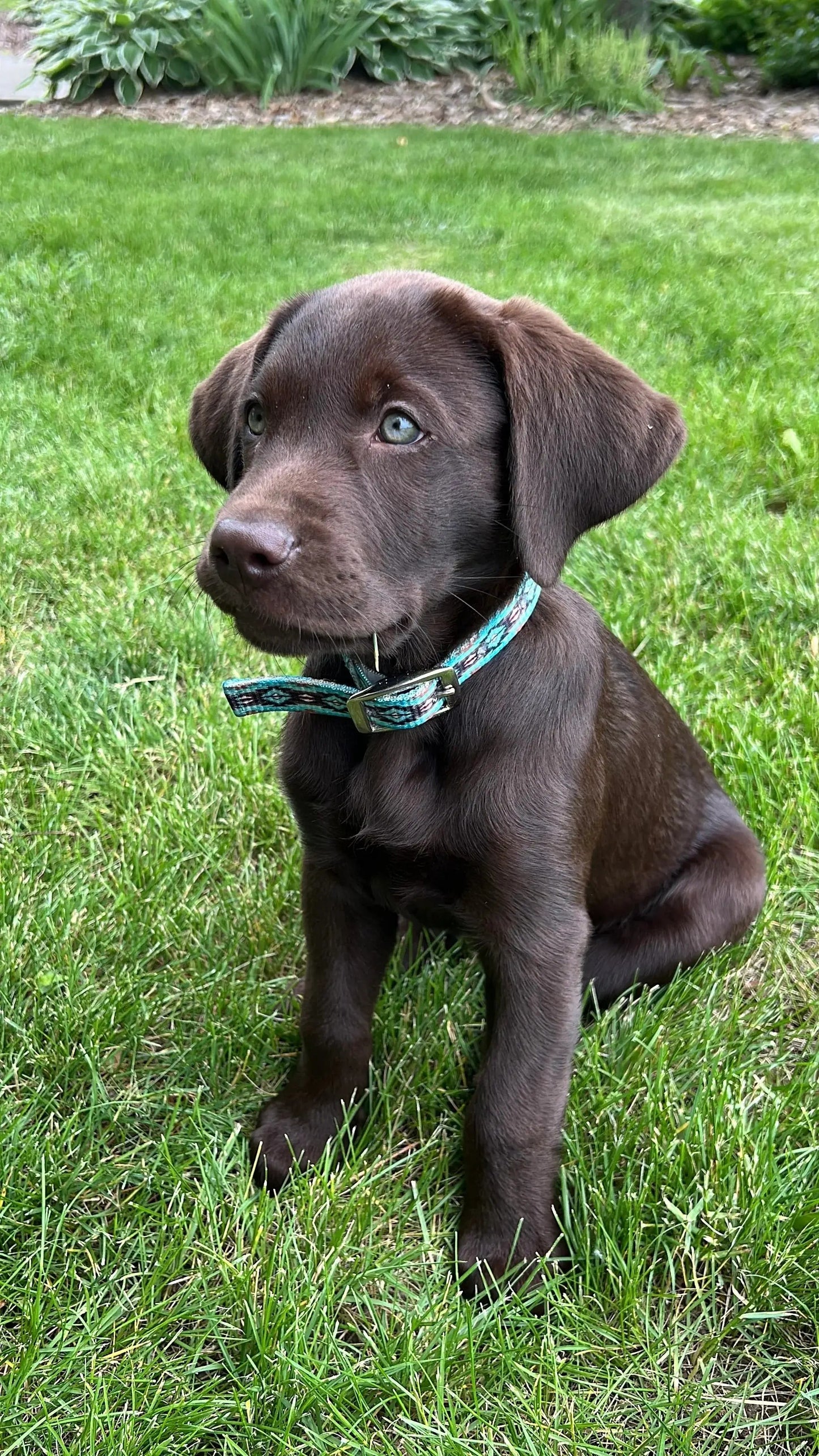 Teal Brown Southwest designed nylon dog collar.