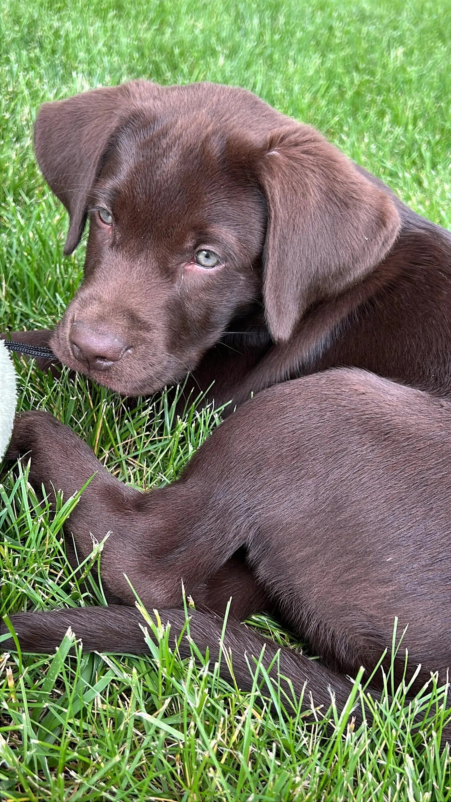 FloraHide Leather Dog Collar