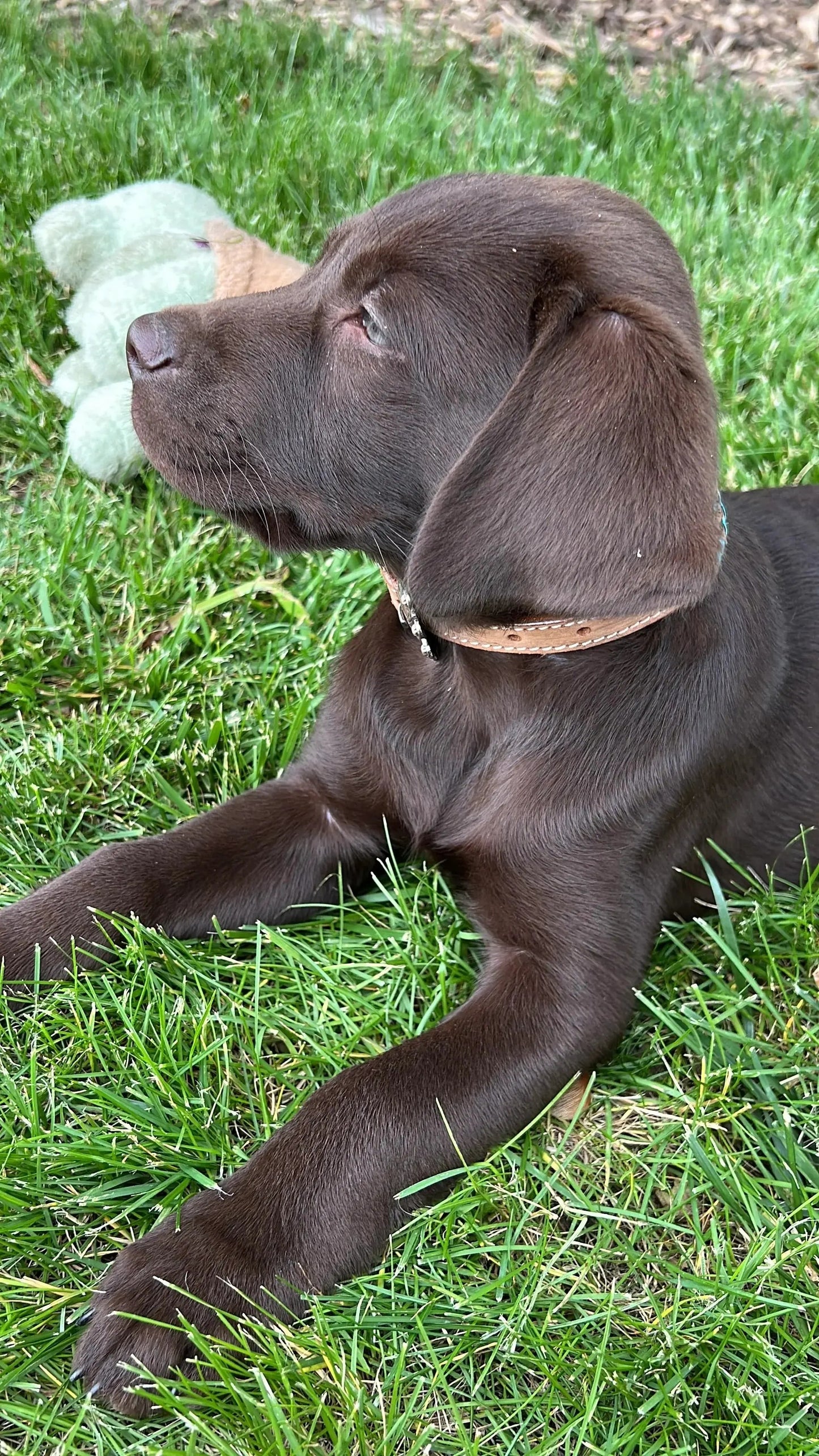 Genuine leather dog collar with black rawhide.