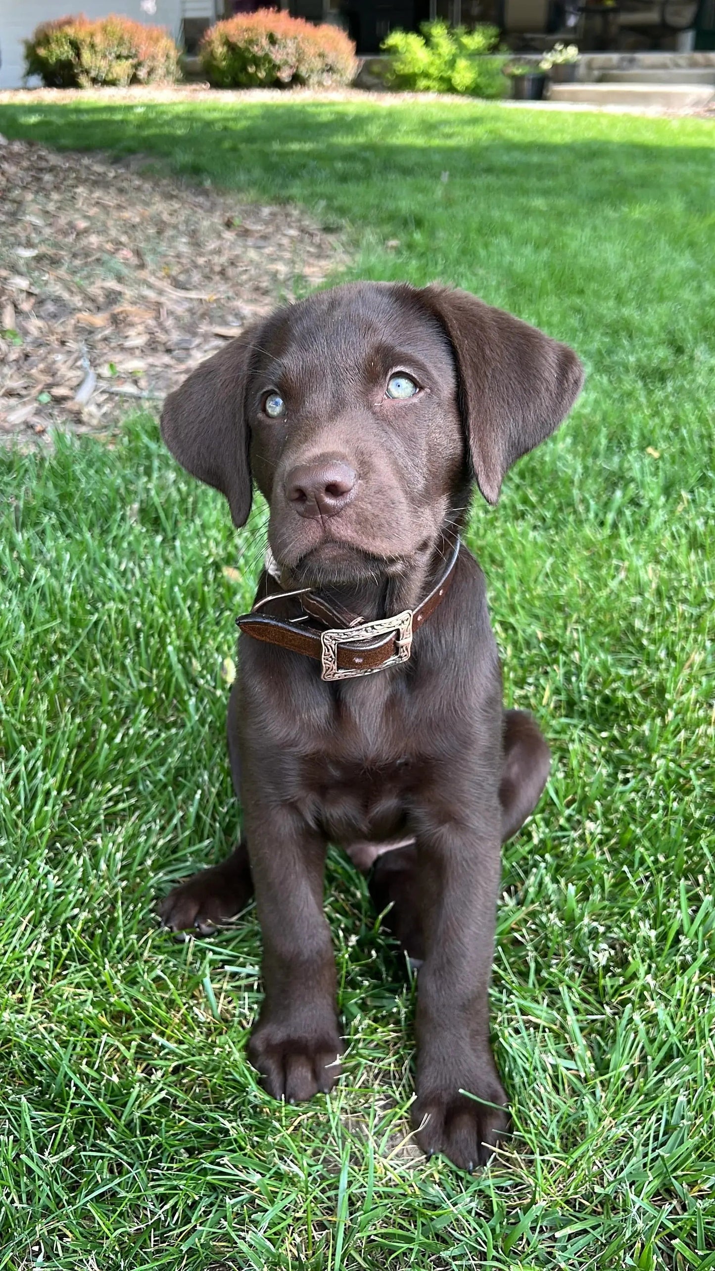 Corded Leather Dog Collar - Teal/White