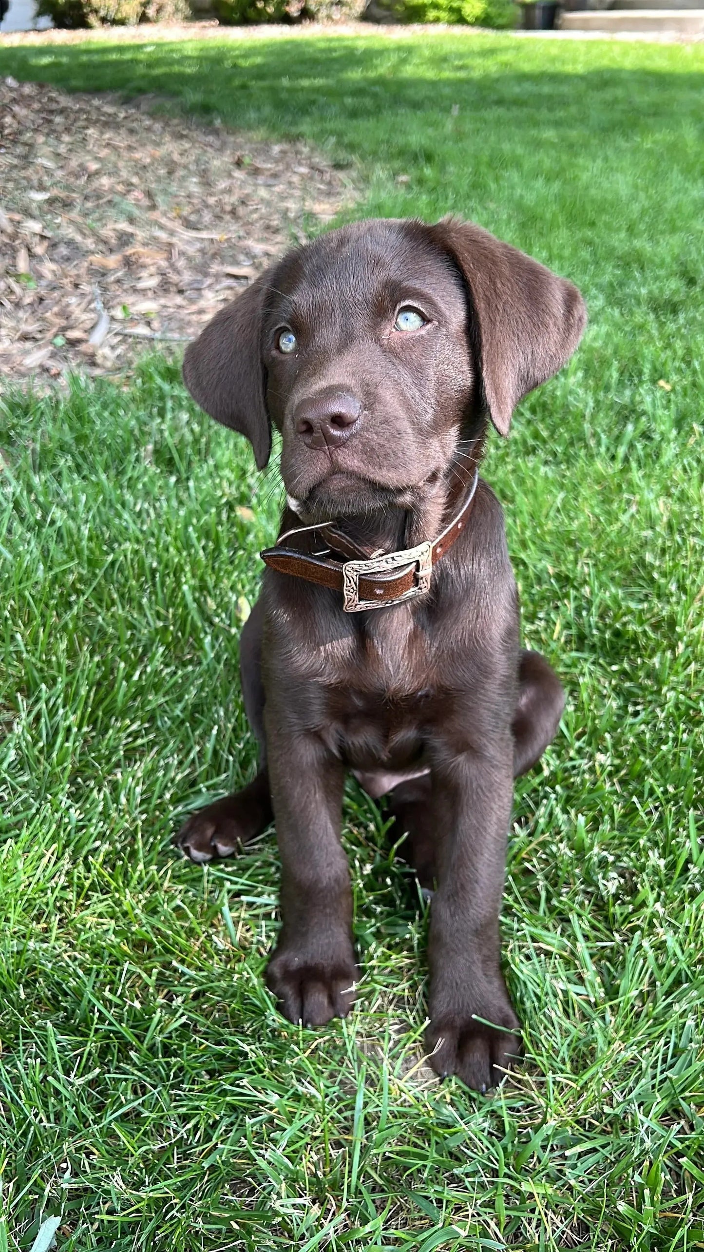 Corded Leather Dog Collar - Tan/Black