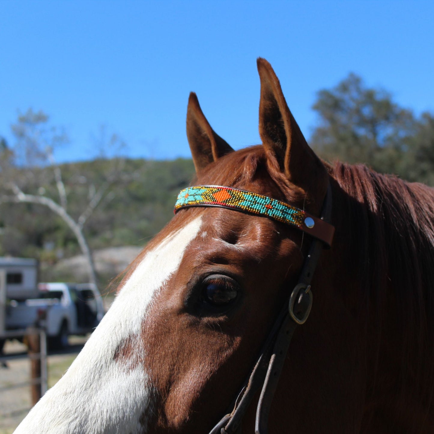 Sardinia Sambboho Horse Browband